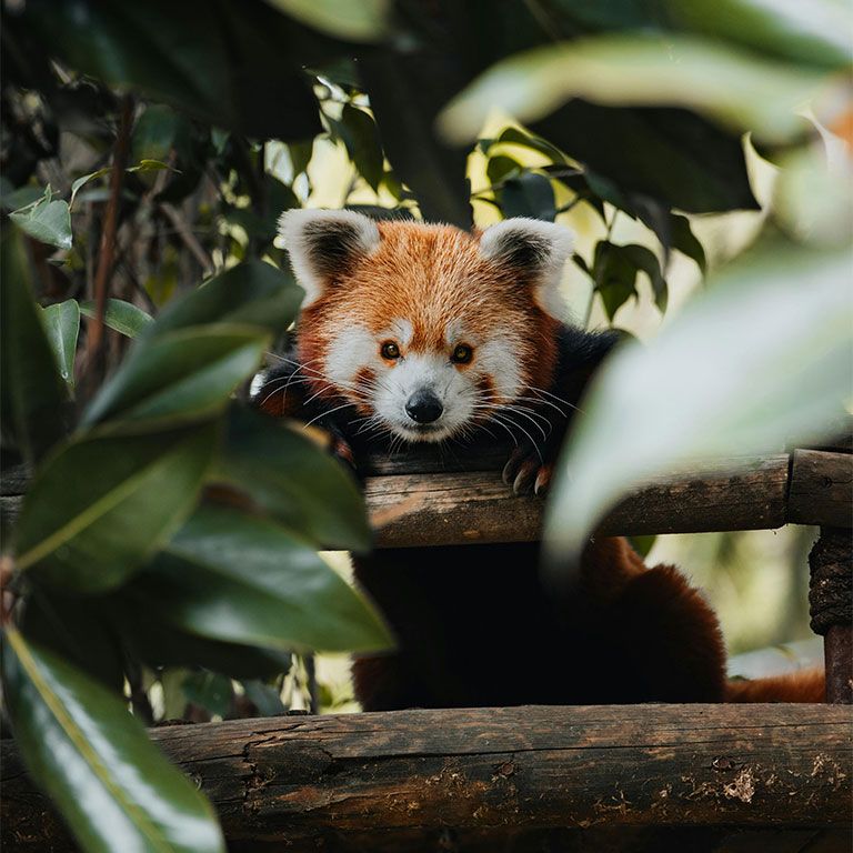 red panda in lush greenery