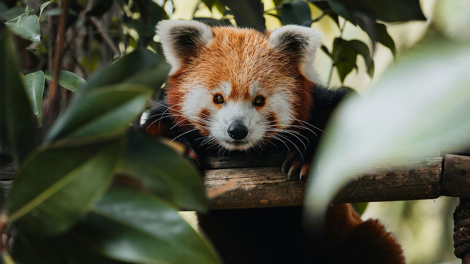 red panda in lush greenery