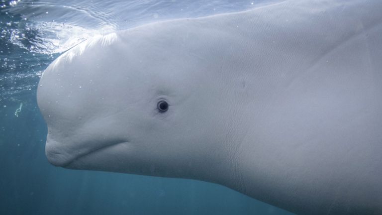 Beluga Whale