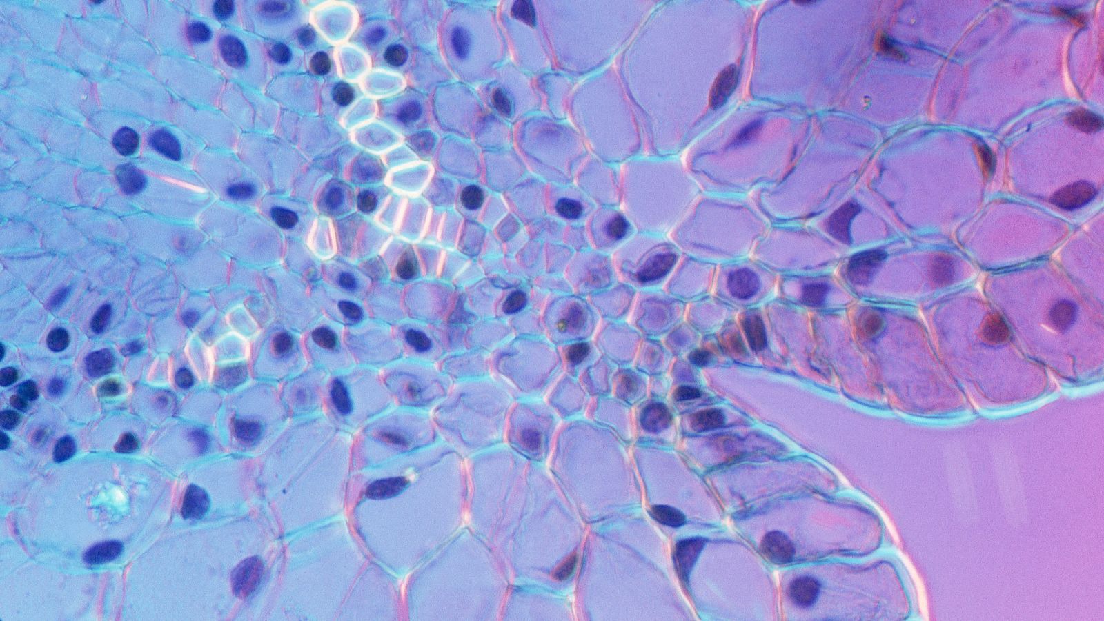Photo of Cells