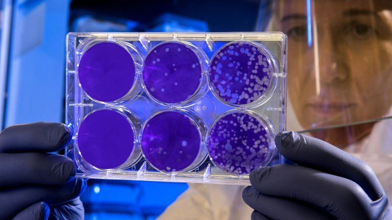 petri dishes being observed.