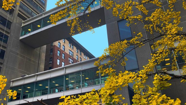 Image of Hunter College skybridges with yellow flowers.
