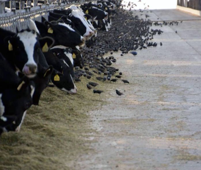A flock of starlings forage for corn in cow feed. Photo courtesy, Scott Werner, U.S. Department of Agriculture, Animal and Plant Health Inspection Service.