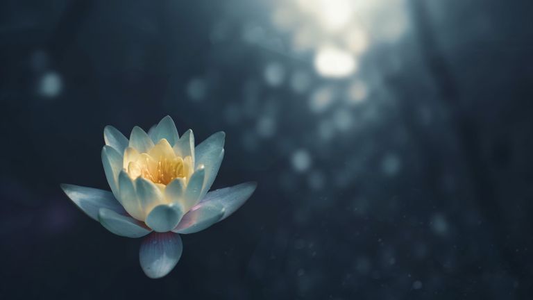 Photo - a lotus blossom illuminated by dappled sunlight