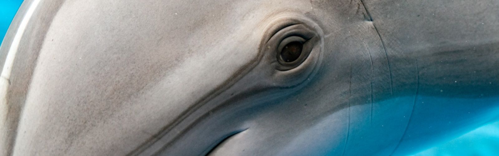 Photo of a dolphin, up very close, focused on it's eye.