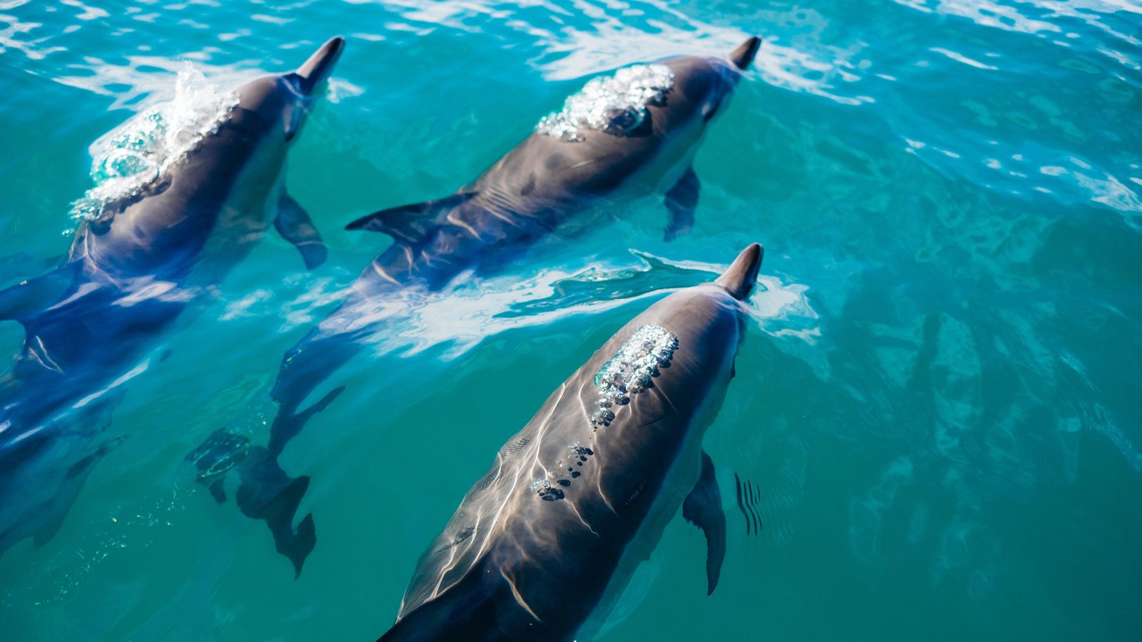 Photo of a trio of dolphins swimming in the Bahamas.