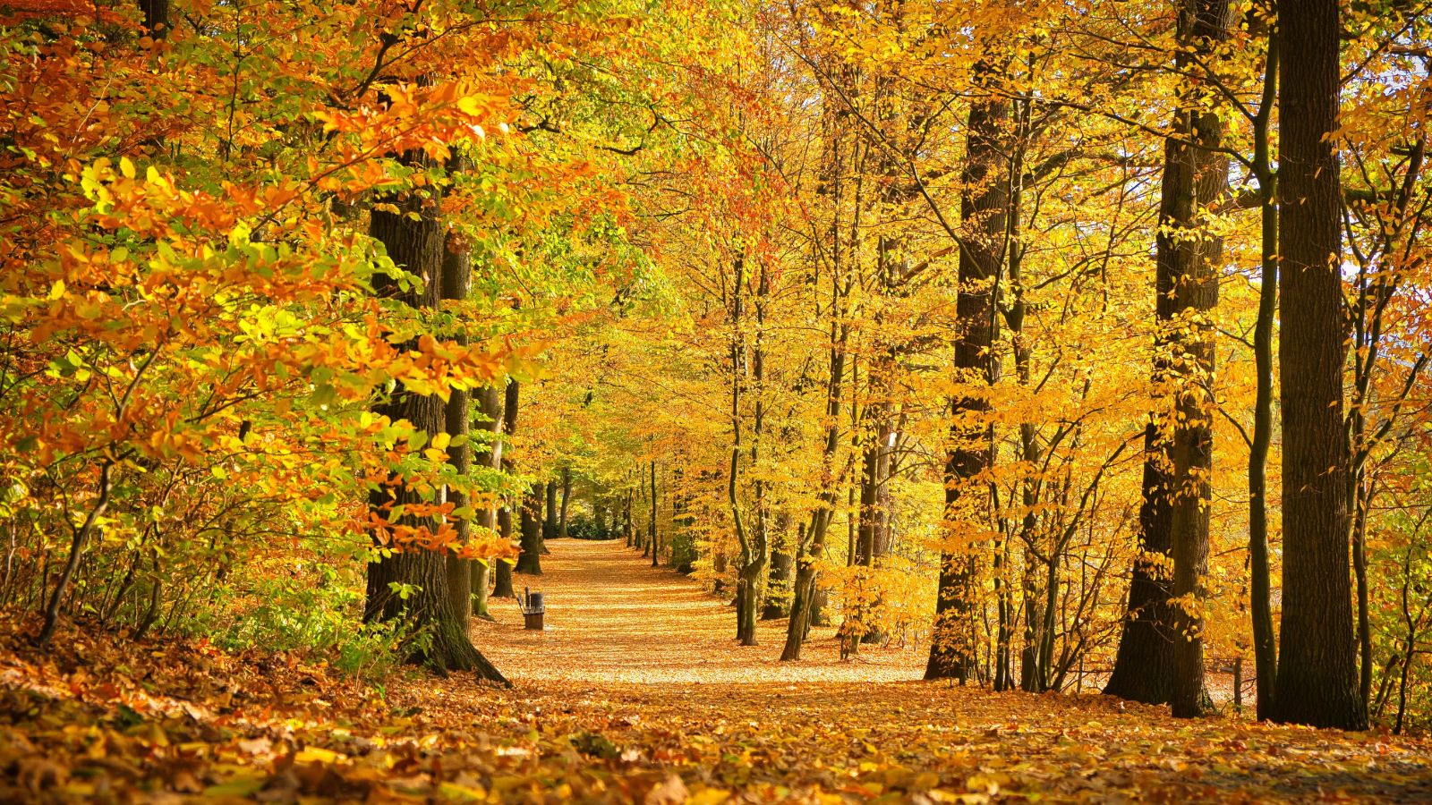 Autumn trees path.