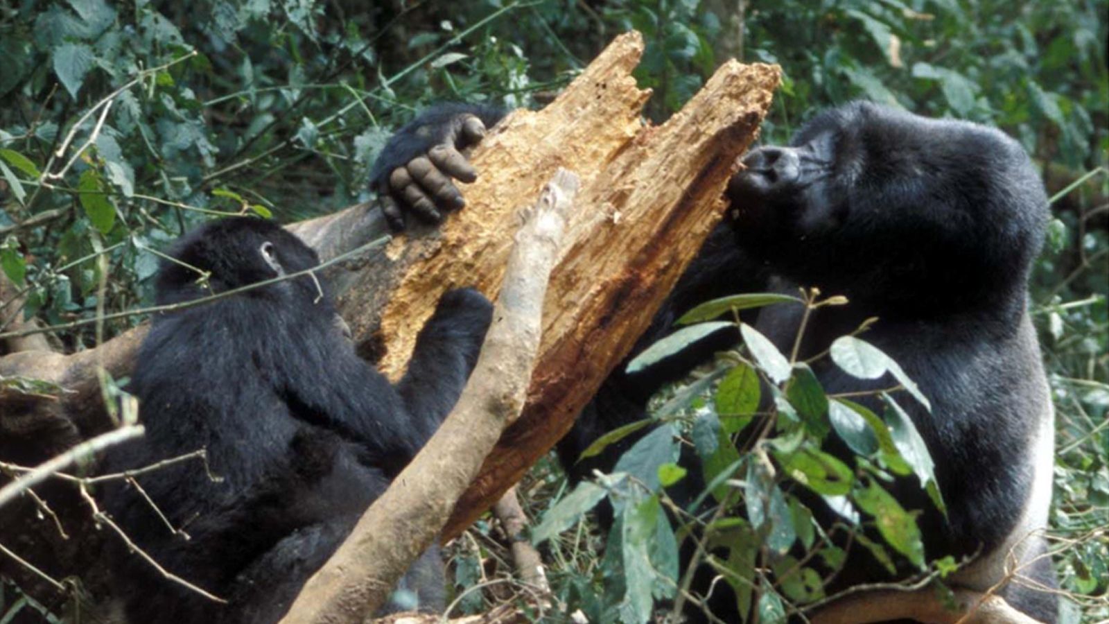 Gorillas ingesting salt from decaying wood in Africa
