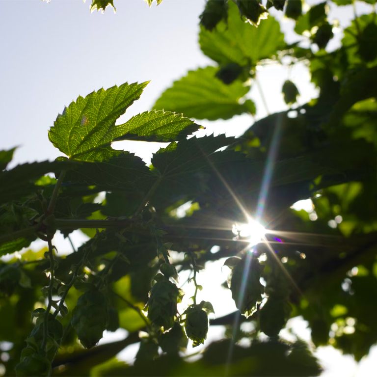 Image of green leaves and sunshine