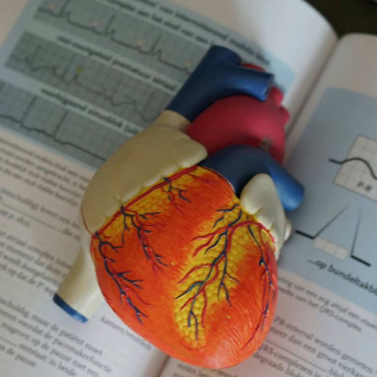 heart model on textbook