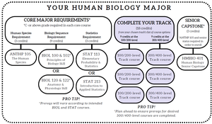View Human Biology Major Overview PDF
