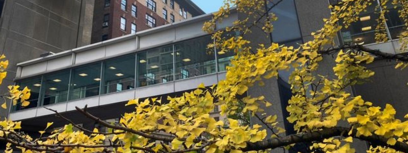 Hunter College bridge during the fall season.