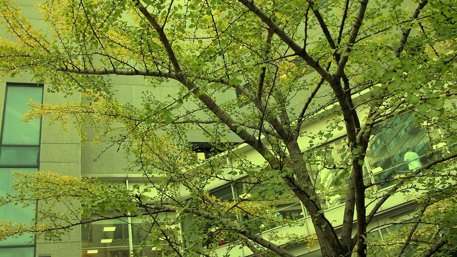 green trees