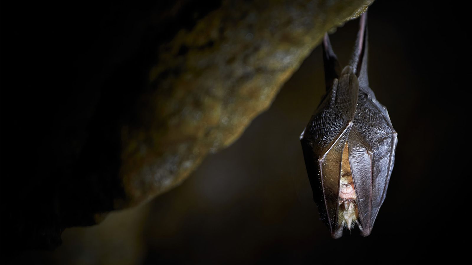 A bat hanging upside own.