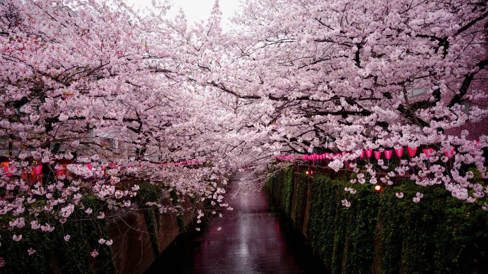 Cherry blossoms in Japan after a rainy day.