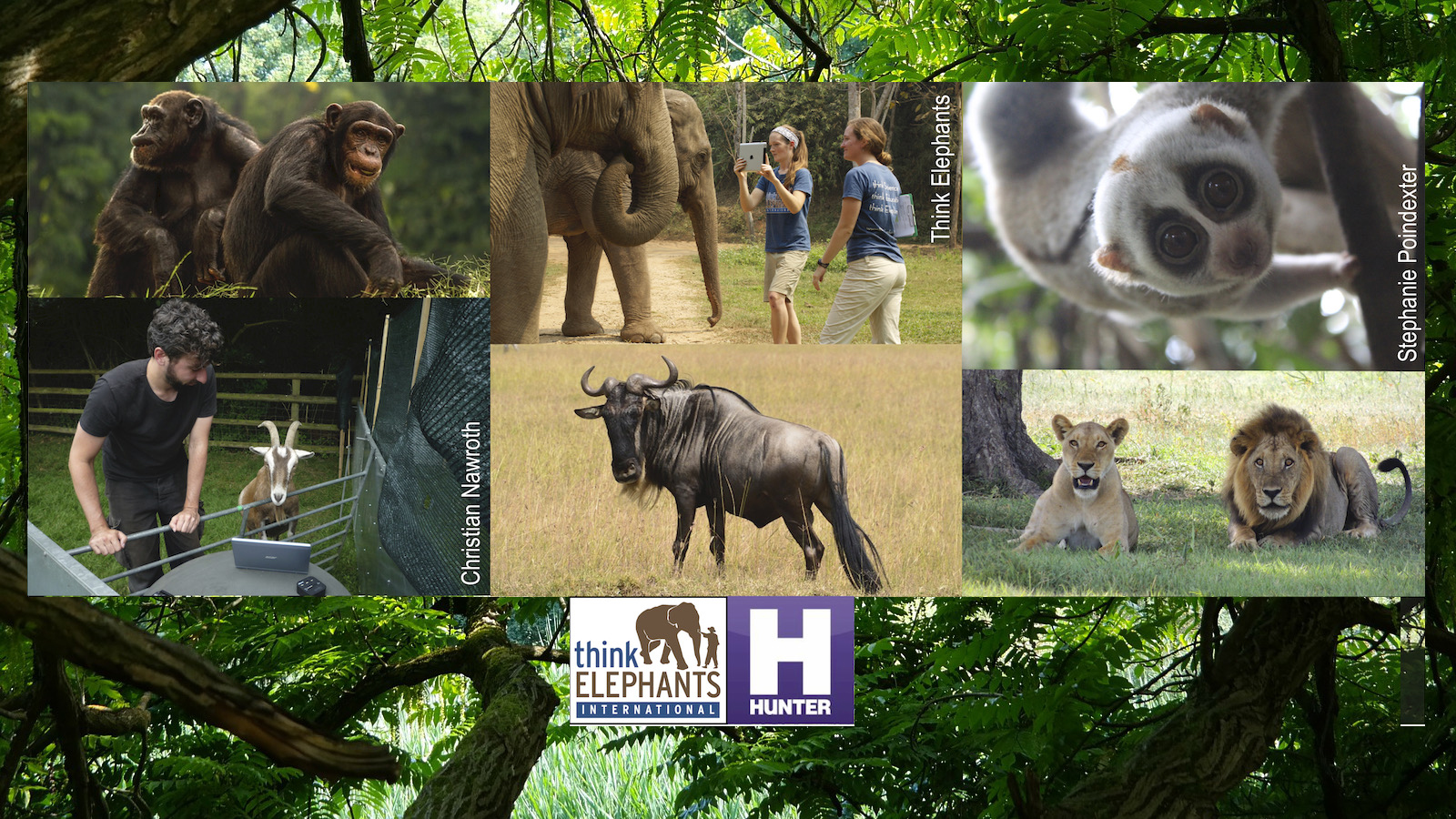OPEN HOUSE - The Lives of Animals: Learning about Animal Behavior,  Intelligence and Wildlife Conservation | Hunter College