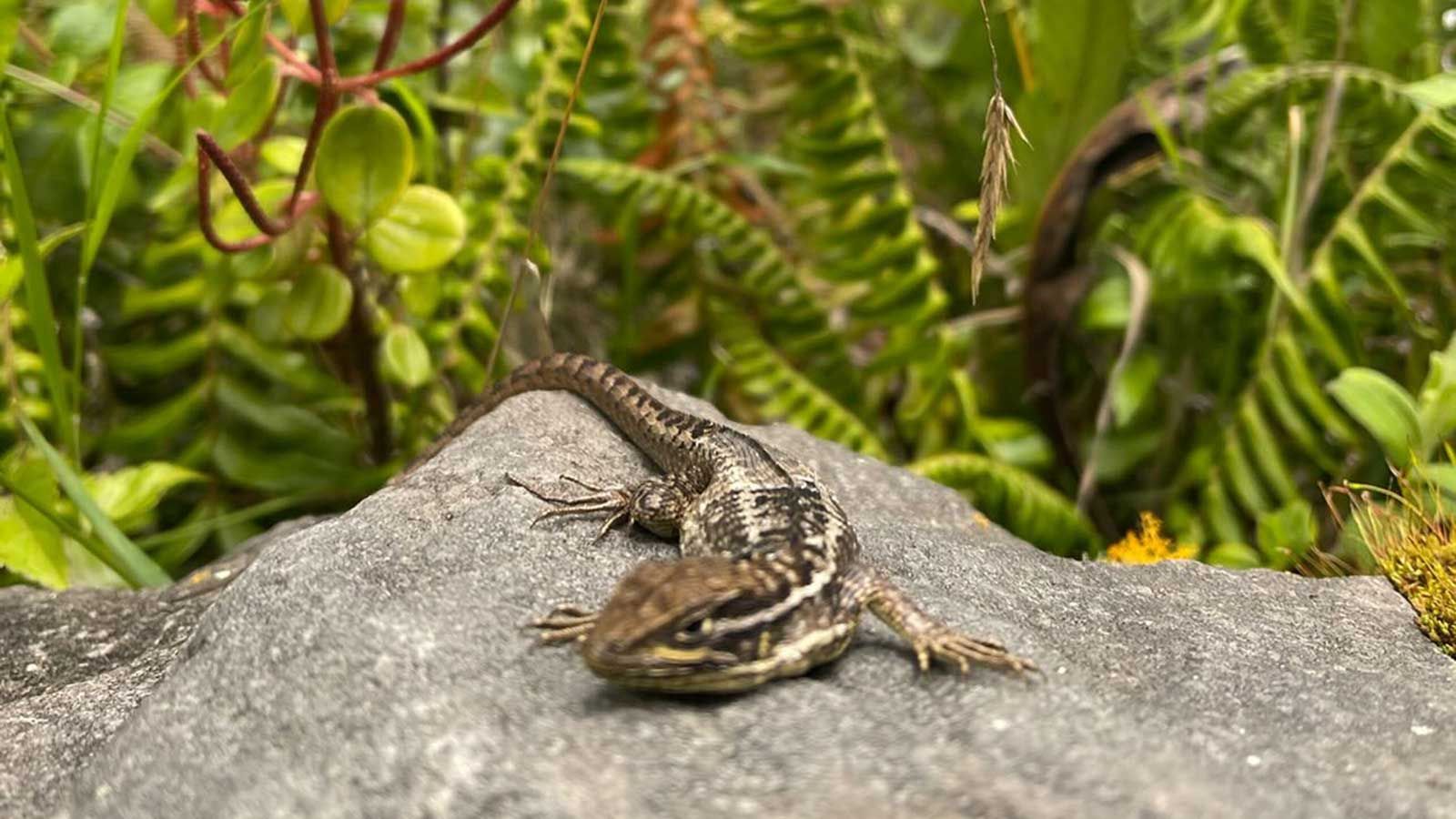 lizard on rock with green trees on Galapago islands