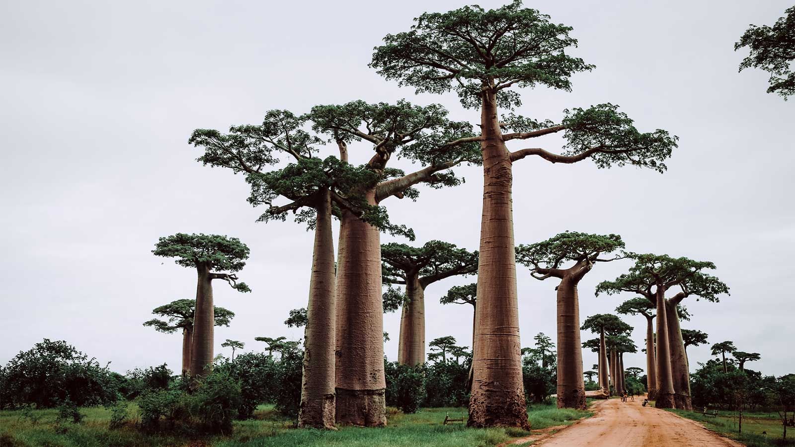 Photo of giant baobab trees in Madagascar