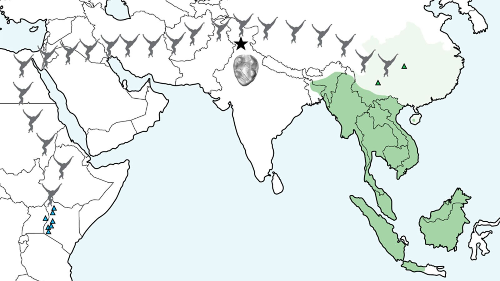 Map illustrating the location of Kapi (black star) relative to modern (dark green) and historical (light green) populations of lesser apes and the approximate distribution of early fossil apes in East Africa (blue triangles). Green triangles mark the location of previously discovered fossil gibbons.  The new fossil is millions of years older than any previously known fossil gibbon and highlights their migration from Africa to Asia.  Illustration by Luci Betti-Nash.