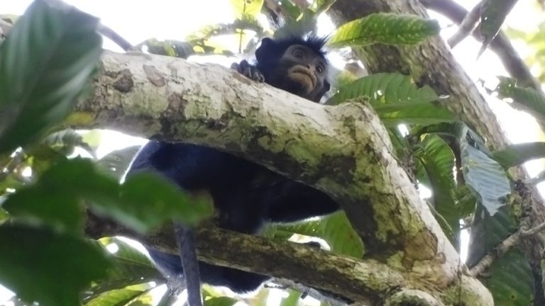 A monkey on top of a tree