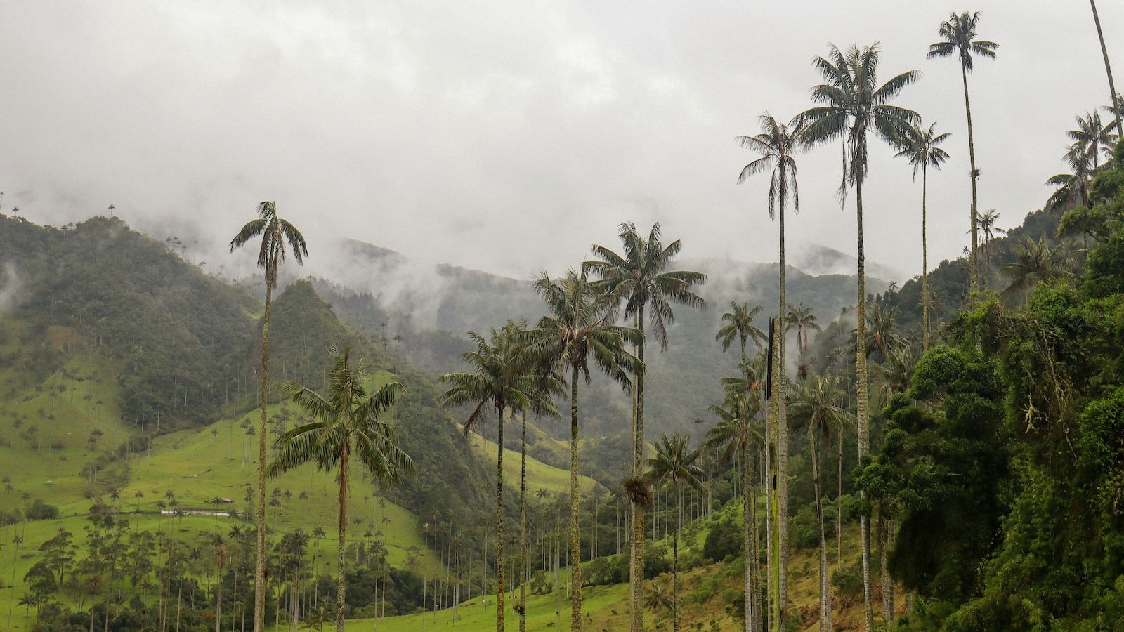 Palm trees and mist over green hills in the Valle de Cocora, Salento, Colombia