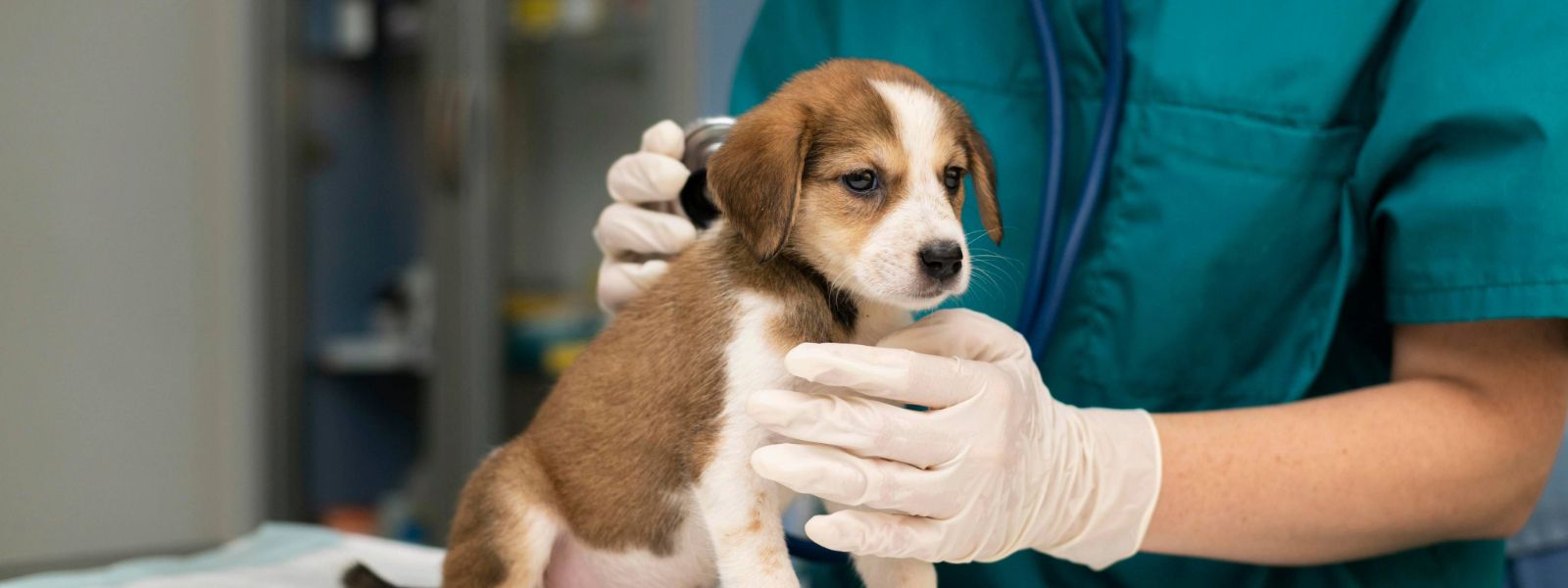veterinarian and dog.