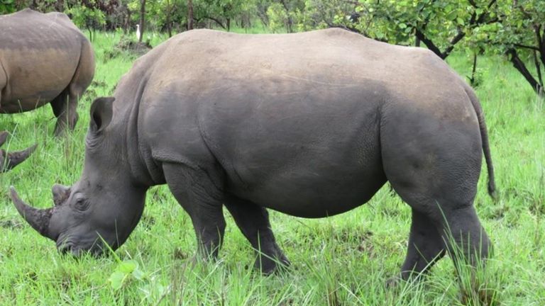 Image of a rhino