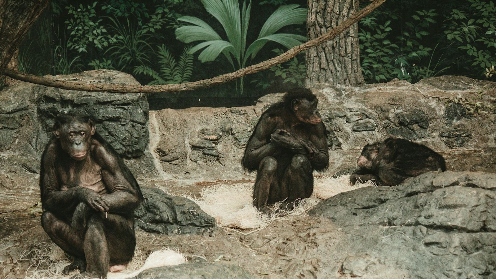 Bonobos