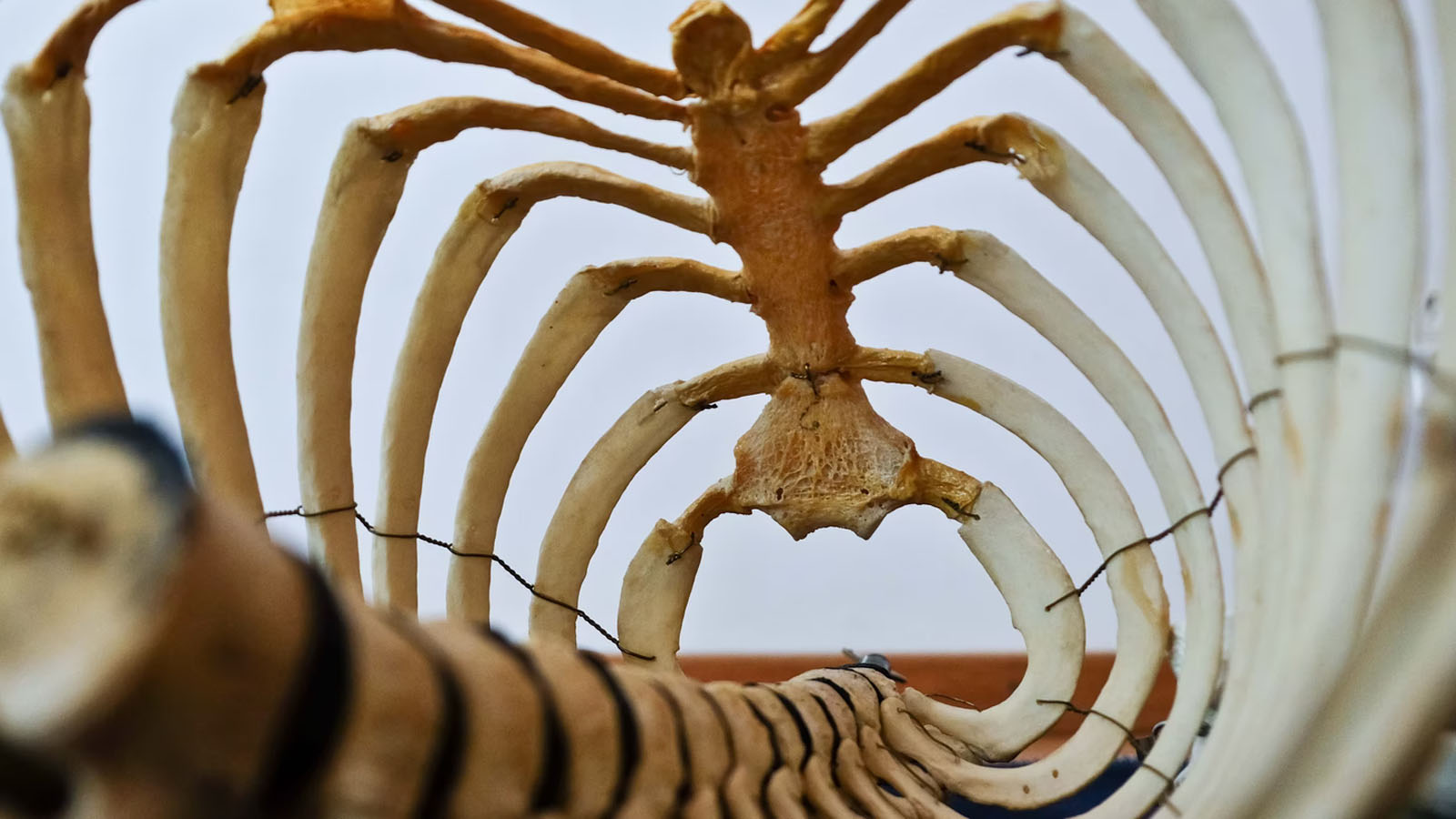 spine