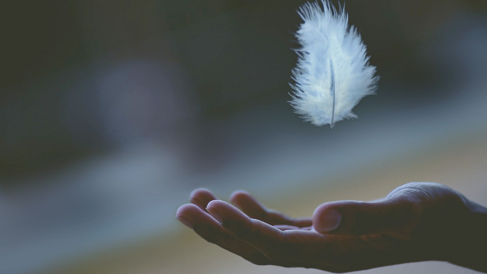 Photo - A feather descending softly to an open palm.