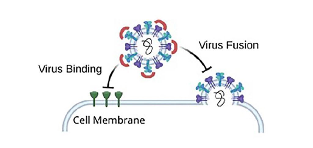 Synthetic carbohydrate receptors act as broad-spectrum antivirals by blocking virus binding and fusion.