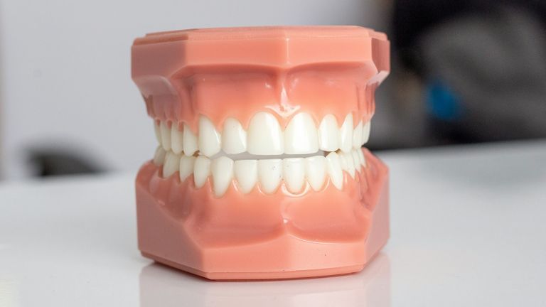 Dental teeth model
