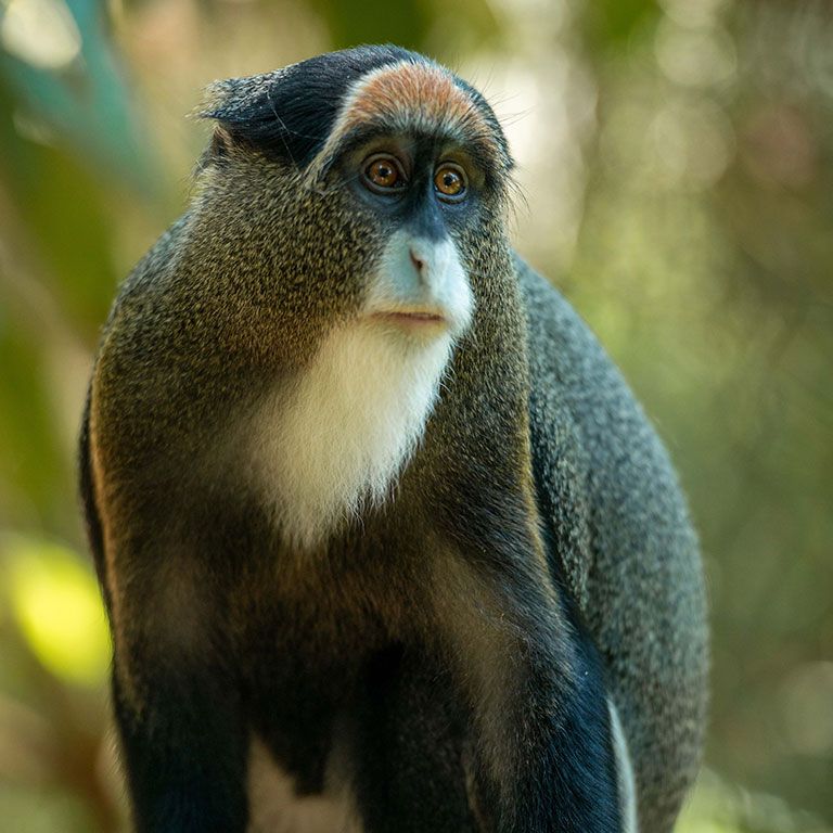 monkey from Uganda rain forest in Africa