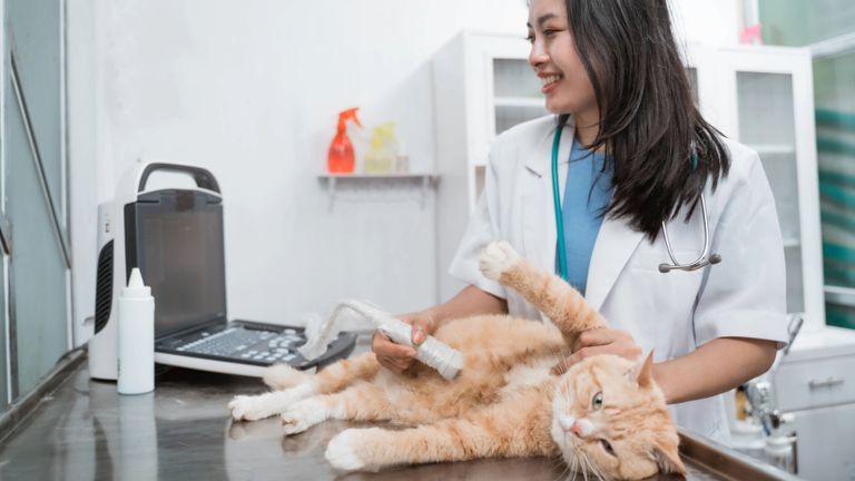 Veterinary working with a cat.