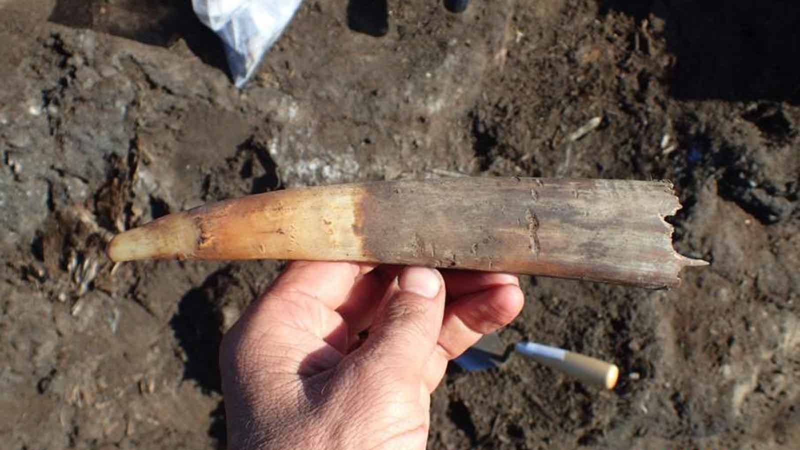Area C worked walrus tusk with cut marks.